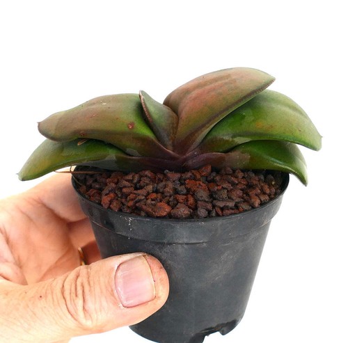 Gasteria pillansii - , cv