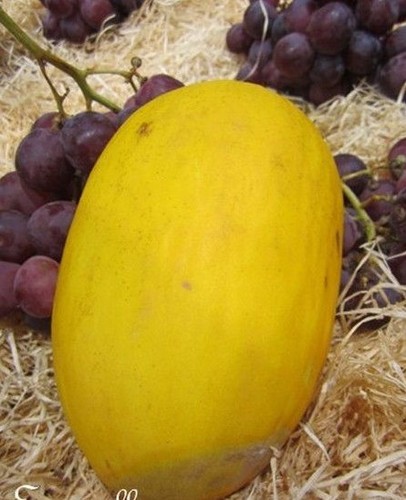 Melon jaune des canaris - 'jaune,