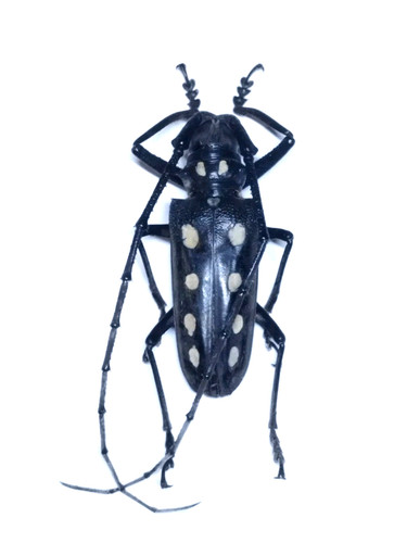 Cerambycidae batocera parryi - cerambycidae,