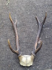 Trophé De Cerf De 6 Cors.