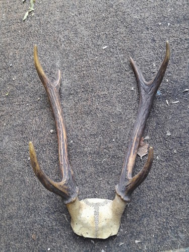 Trophé cerf cors - trophé,