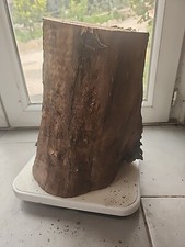 Bois d'olivier Provence N°X6 lot 1 rondin / tronc 9kg500 sculpture tournage 