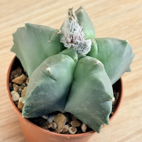 Astrophytum myriostigma nudum