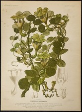 1876 - Plante parachute (Ceropegia sandersonii) - Botanique, planche couleur