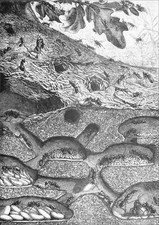 ENTOMOLOGIE (ÉCOLOGIE) - UNE