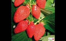 Fraisier Gariguette 6 Plants