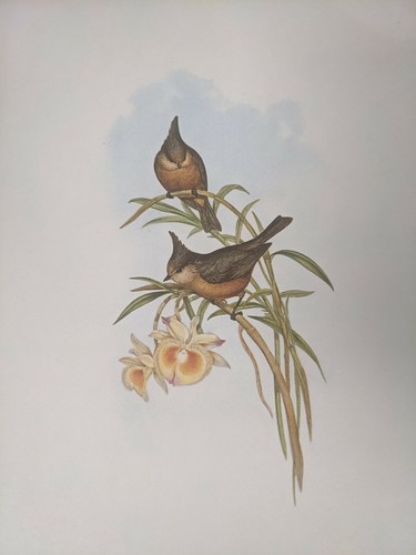 1969 oiseau imprimé marron - 1969,