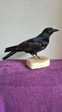 Taxidermie - oiseau