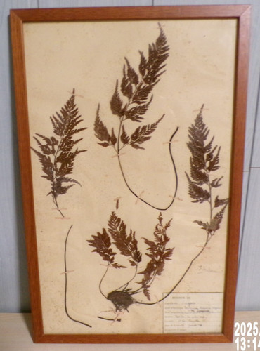 Ancienne planche herbier - planche,