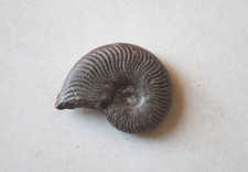 Fossile Ammonite du Toarcien