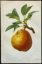 1863 - Poire Jalais - Gravure