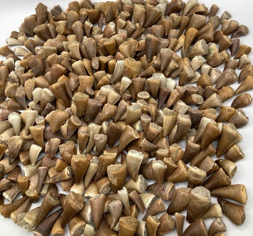 100 teeth fossil mosasaur - teeth,