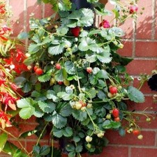 GRAINES DE FRAISES GRIMPANTES, 50 GRAINES SÉLECTIONNÉES + GRATUITES