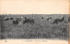 13-CAMARGUE-Taureaux au Paturage-N 6005-B/0321