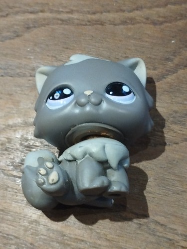 Petshop chat persan - ,