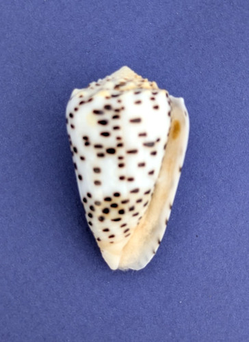 Conus pulicarius - , (puncticulis)