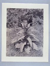 Achille Quinet, papier salé