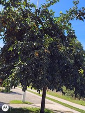 Oeuvres complètes, tome 01 +