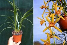 Cymbidium Golden Elf x