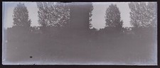 PAYSAGE ARBRES PHOTO NEGATIVE