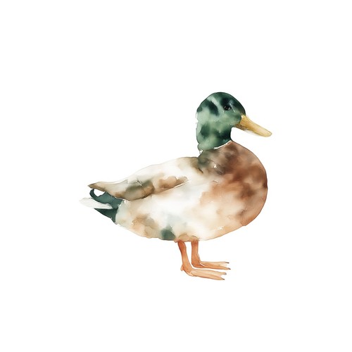 Affiche aquarelle canard art - canard,