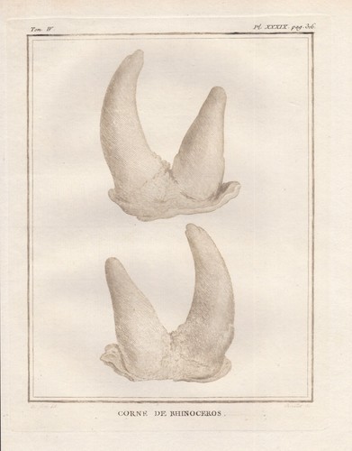Nashorn rhinocéros cornes - rhinocéros,