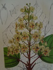 Estampe Lithographie Plante 19è. Catalpa. Ch.Lemaire. IH11        