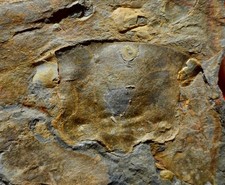 HYPOSTOME DE TRILOBITE DE L'HÉRAULT , TAIHUNGSHANIA