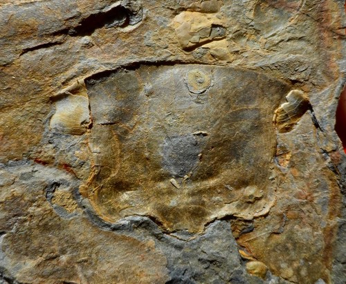 Hypostome trilobite de - hypostome,