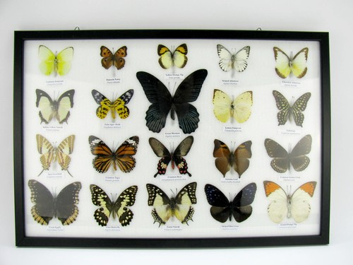 Vrais papillons préparés - 20,
