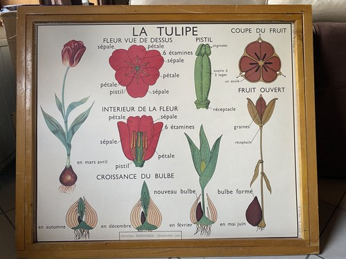 Ancienne affiche scolaire - affiche,