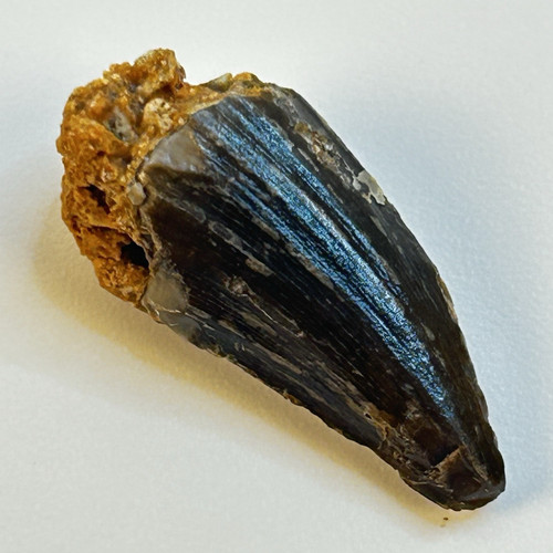 Mosasaur tooth fossil - mosasaur,