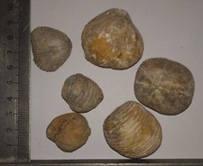 COLLECTION  COQUILLAGES FOSSILES : BRACHIOPODES lot de 6