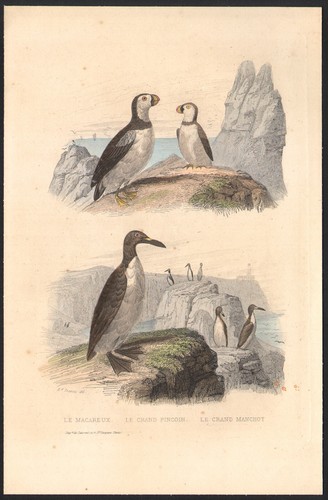 1853 gravure aquarellée - 1853, grand