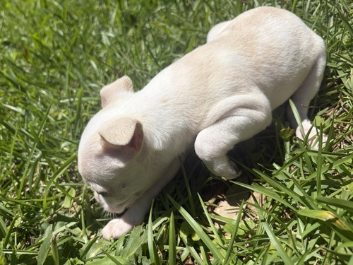 Male chihuahua puppy