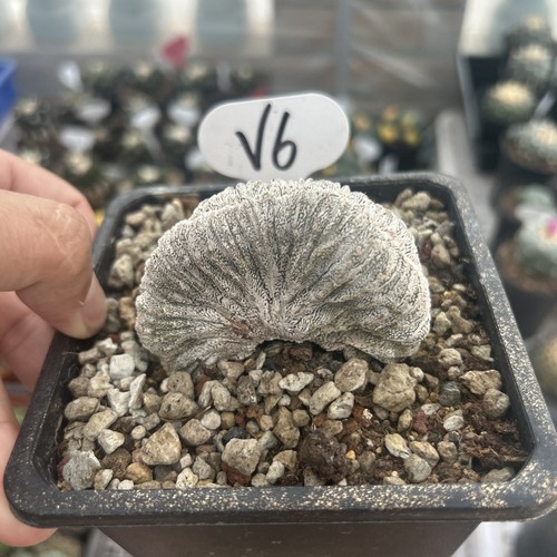 1pc 4cm astrophytum - 1pc,