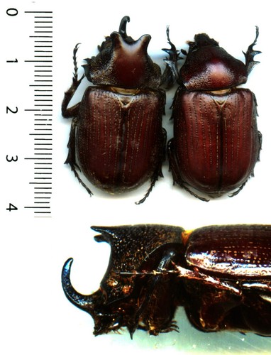 Dynastidae couple - -,