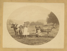 La traite des vaches  Vintage albumen print  Tirage albuminé  10x14  Circa