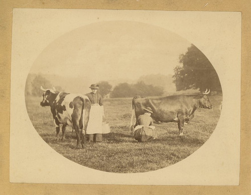 Traite des vaches vintage - traite,