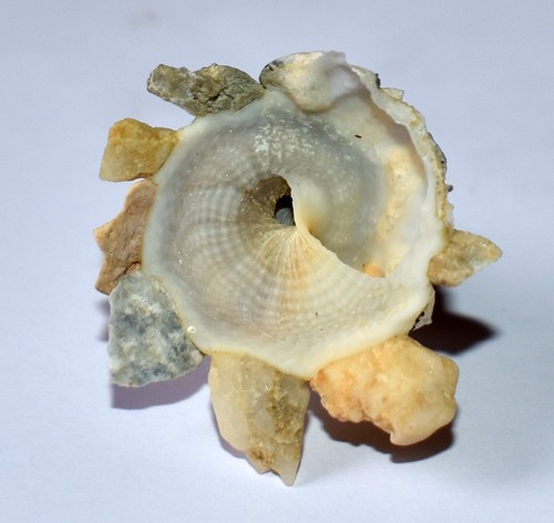 Sea shell coquillages - sea,