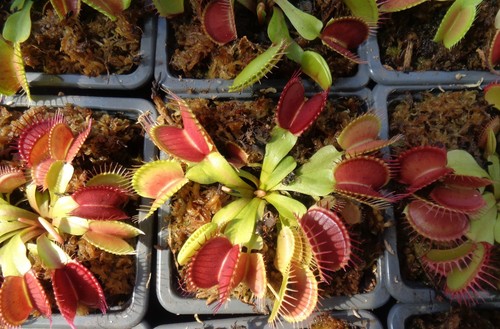 Kit plante carnivore dionaea - kit,