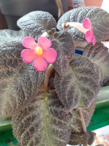 Episcia golden embers - "golden,