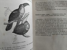 MANUEL DE L'AMATEUR DES OISEAUX DE VOLIERE BECHSTEIN GRAVURES RELIURE