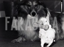 Photo de presse vintage Regno