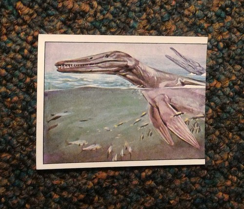 Panini animaux - panini, **