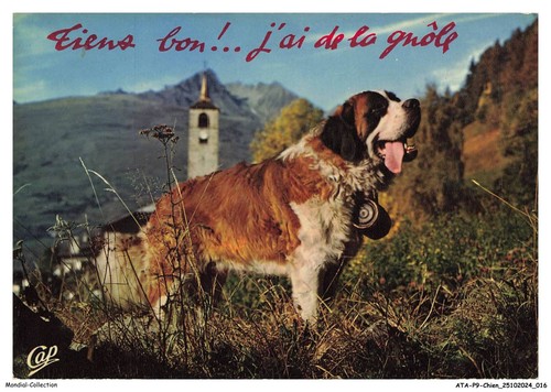 Atap9 0636 chien st bernard - atap9-0636-chien,