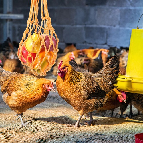 Ensemble poule - 1, de