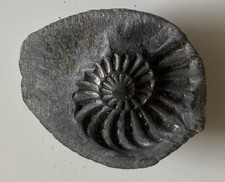 Ammonite pleuroceras pyritisée empreinte négative
