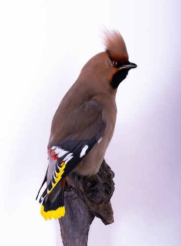 Taxidermy japanese waxwing - japanese,