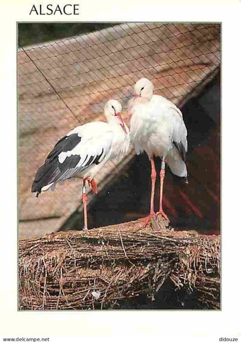 Carte postale animaux - -,